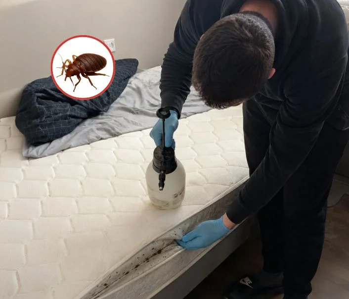 Technicien traitant un matelas contre les punaises de lit à Ronquerolles
